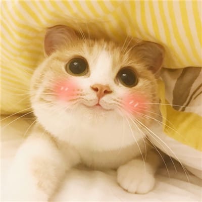 kob