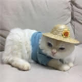出大哥